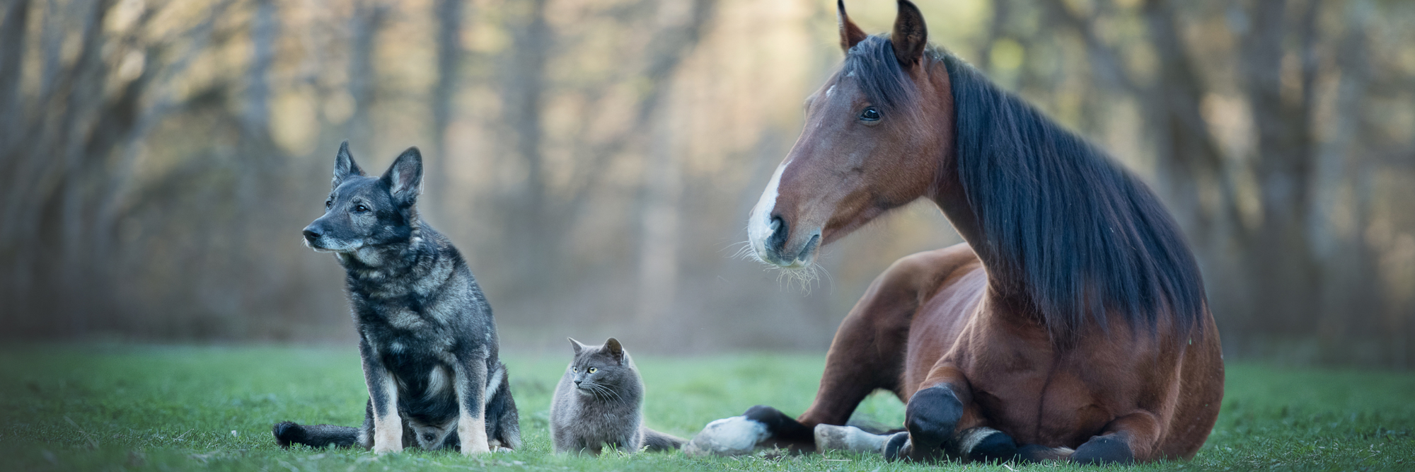 Allergie bei Tieren – Was Sie tun können!